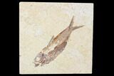 Bargain, Fossil Fish (Knightia) - Wyoming #89138-1